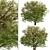 Delightful Set of Hawthorn Trees 3D model small image 4