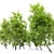 Fiddlewood Tree: 12m Height, Exquisite Citharexylum Spinosum 3D model small image 2