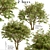 Evergreen Ash Trees Set (2 Trees) 3D model small image 1