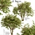Evergreen Ash Trees Set (2 Trees) 3D model small image 3