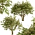 Evergreen Ash Trees Set (2 Trees) 3D model small image 4