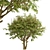 Evergreen Ash Trees Set (2 Trees) 3D model small image 6