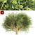 Quercus: Majestic Oak Trees 3D model small image 1