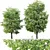Tilia europaea 16,18m - Two Detailed Trees 3D model small image 1