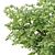 Tilia europaea 16,18m - Two Detailed Trees 3D model small image 2