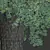 Tilia europaea 16,18m - Two Detailed Trees 3D model small image 5