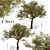 Exquisite Acacia Tortilis Set (2 Trees) 3D model small image 1