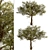 Exquisite Acacia Tortilis Set (2 Trees) 3D model small image 2