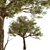 Exquisite Acacia Tortilis Set (2 Trees) 3D model small image 3
