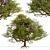 European English Oak Tree (1 Tree) 3D model small image 2