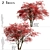 Japanese Maple Tree Set: 2 Acer Palmatum Trees 3D model small image 1