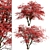 Japanese Maple Tree Set: 2 Acer Palmatum Trees 3D model small image 4