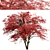 Japanese Maple Tree Set: 2 Acer Palmatum Trees 3D model small image 6