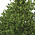 Orange Cypress Trees: Vray-Rendered 3D Models 3D model small image 3