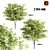 Live Oak Sculpture: 623,022 & 516,552 Polygons 3D model small image 1