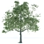 Elegant Maple Tree Sculpture 3D model small image 2