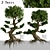 Miniature Bonsai Duo: 2 Enchanting Trees 3D model small image 1