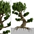 Miniature Bonsai Duo: 2 Enchanting Trees 3D model small image 4
