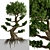 Miniature Bonsai Duo: 2 Enchanting Trees 3D model small image 6