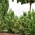 Garden Greenery Collection 3D model small image 2
