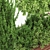 Garden Greenery Collection 3D model small image 4