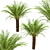 Tropical Tree Fern Trio (3 Trees) 3D model small image 4