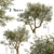 Mediterranean Bliss: Pair of Olive Trees 3D model small image 1