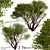 Arctostaphylos Tree Set: 2 Manzanita Trees 3D model small image 1