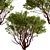 Arctostaphylos Tree Set: 2 Manzanita Trees 3D model small image 5