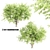 Beautiful Acer mandshuricum Trees 3D model small image 1