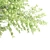 Beautiful Acer mandshuricum Trees 3D model small image 2