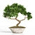 2015 Bonsai Plant - Premium Quality 3D model small image 2