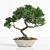 2015 Bonsai Plant - Premium Quality 3D model small image 6