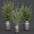 Oliv Collection Plant: 3D Model 3D model small image 2