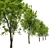  Fraxinus Americana White Ash 3D model small image 2