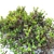 Lush and Durable Foliage Bush 3D model small image 2