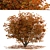 Chinese Tallow Tree Set: Spectacular Fall Colors 3D model small image 3