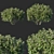 Sarcococca Hookeriana Tree: Elegant Indoor Plant 3D model small image 1