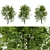 Fraxinus americana: White Ash Tree 3D model small image 2