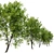 Fraxinus americana: White Ash Tree 3D model small image 3