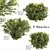 Wintergreen Barberry Trio: Beautiful Berberis julianae Shrubs 3D model small image 1