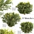 Wintergreen Barberry Trio: Beautiful Berberis julianae Shrubs 3D model small image 2