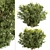 Wintergreen Barberry Trio: Beautiful Berberis julianae Shrubs 3D model small image 3