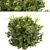Wintergreen Barberry Trio: Beautiful Berberis julianae Shrubs 3D model small image 4