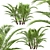 Dwarf Sugar Palm Set: Tropical Paradise (2 Trees) 3D model small image 4