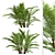 Dwarf Sugar Palm Set: Tropical Paradise (2 Trees) 3D model small image 5
