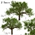  Majestic White Oak Trees (2 Pack) 3D model small image 1