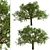  Majestic White Oak Trees (2 Pack) 3D model small image 2