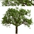  Majestic White Oak Trees (2 Pack) 3D model small image 5