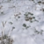 Snowy Grass Field: 3x3m Area with Custom Scatter 3D model small image 1